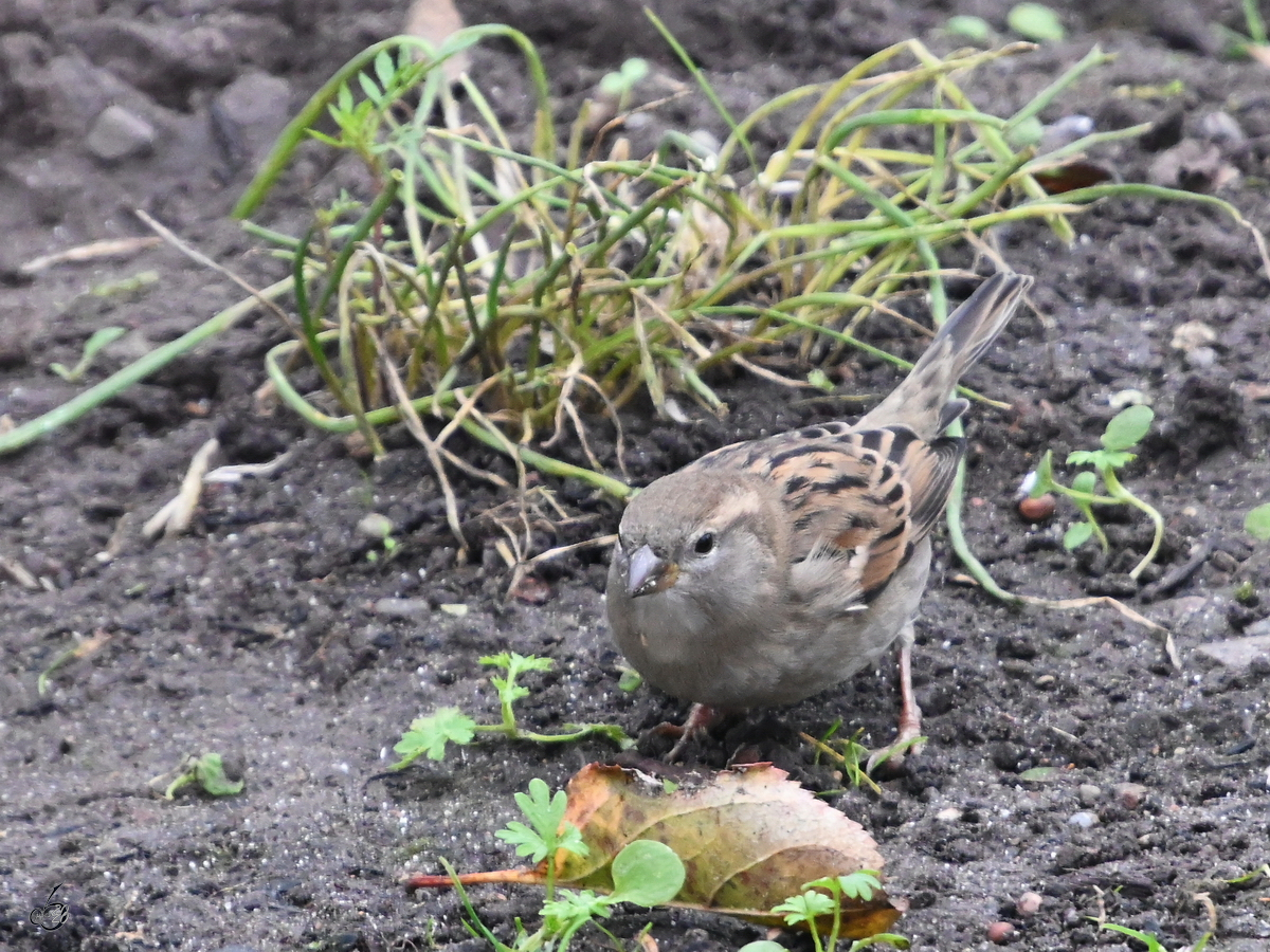 Ein Spatz auf Nahrungssuche. (Jarmen, November 2020)