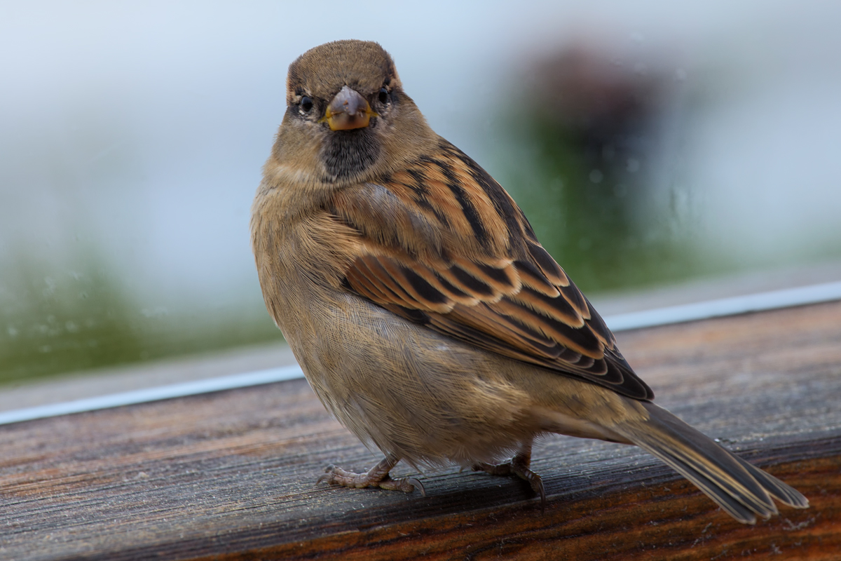 Ein Spatz schaut in die Kamera. - 07.10.2015