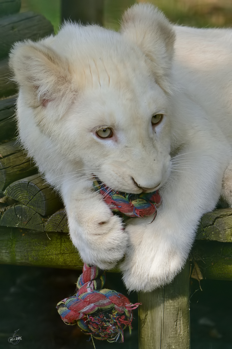 Ein spielender Transvaal-Lwe im Zoo Safaripark Stukenbrock. (Oktober 2014)