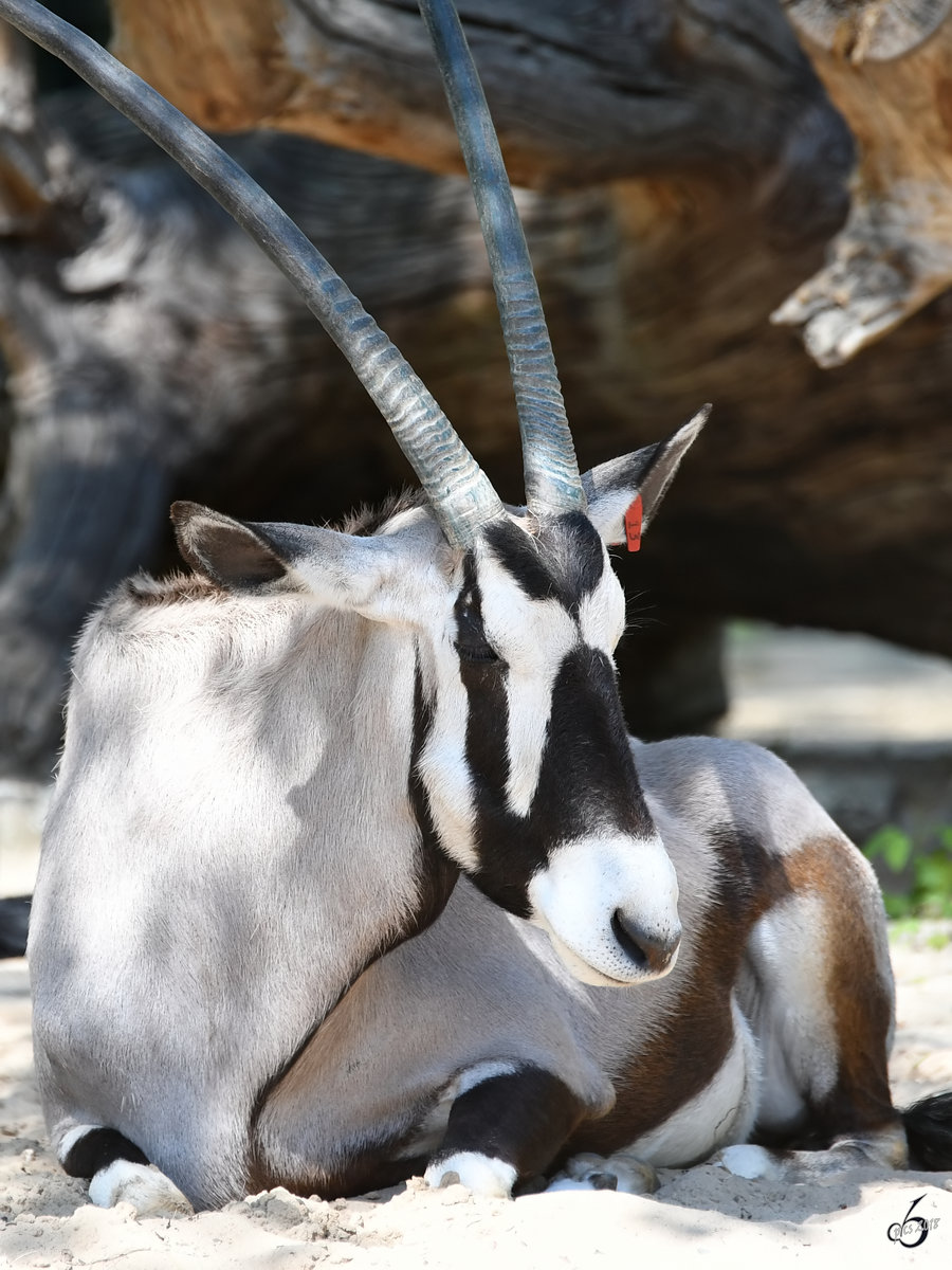 Ein Spiebock im Zoo Berlin. (April 2018)