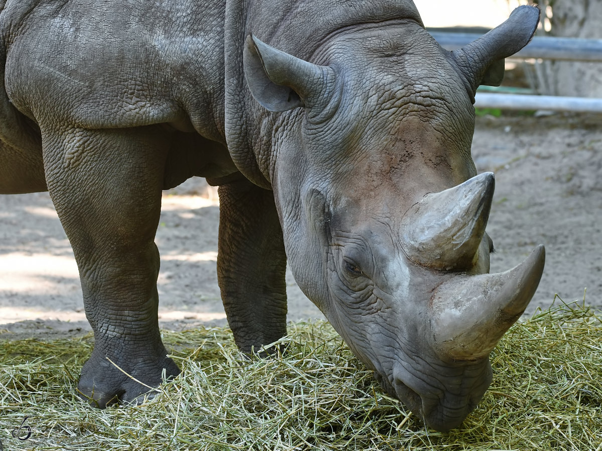 Ein Spitzmaulnashorn im Zoo Berlin. (April 2018)