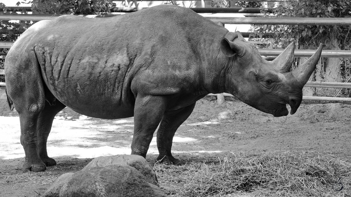 Ein Spitzmaulnashorn im Zoo Berlin. (April 2018)