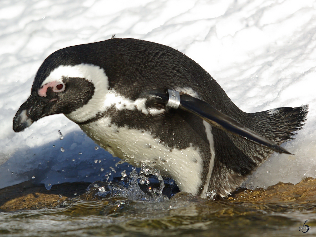 Ein sportlicher Brillenpinguin im Zoo Wuppertal. (Januar 2009)