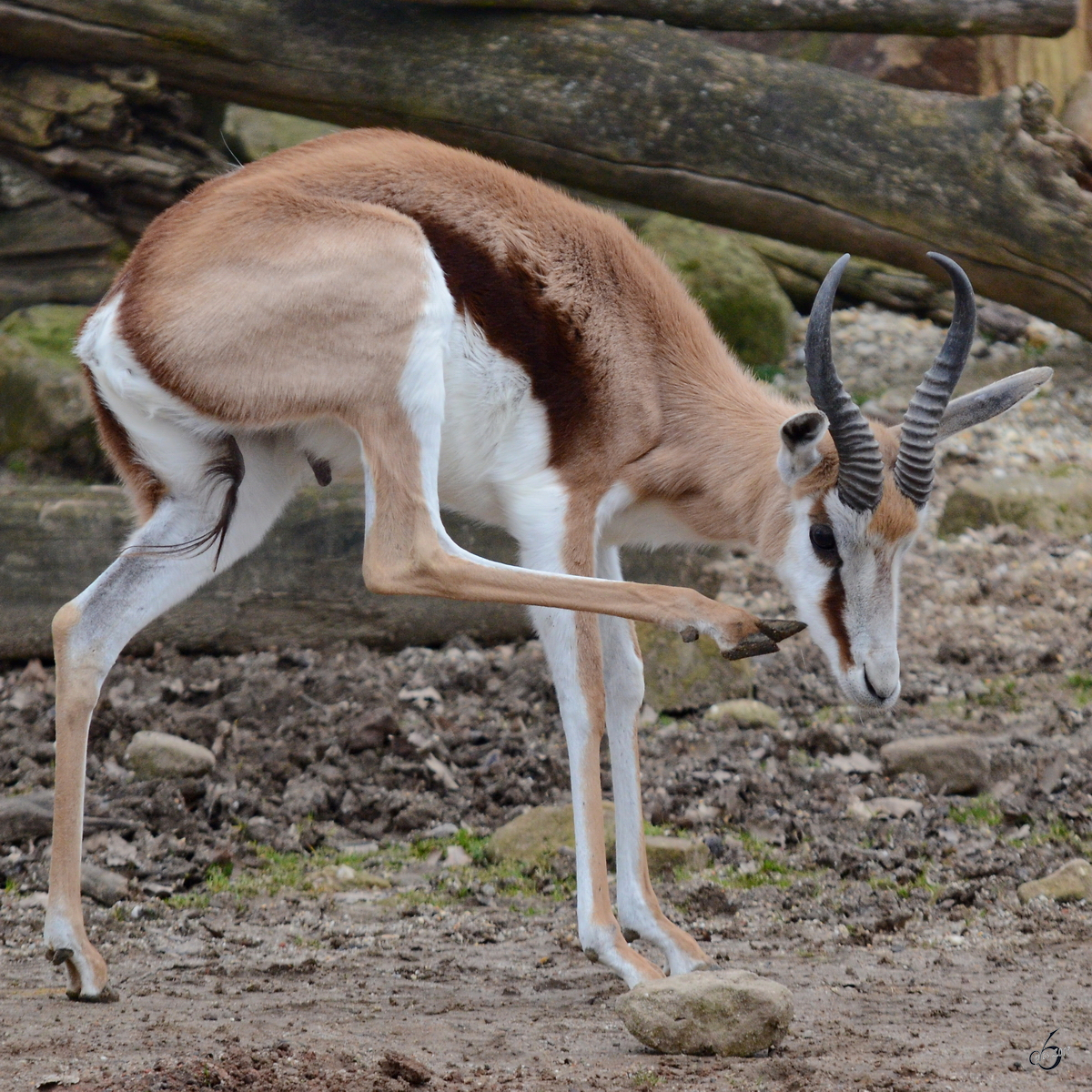 Ein Springbock Ende Februar 2011 im Zoom Gelsenkirchen.