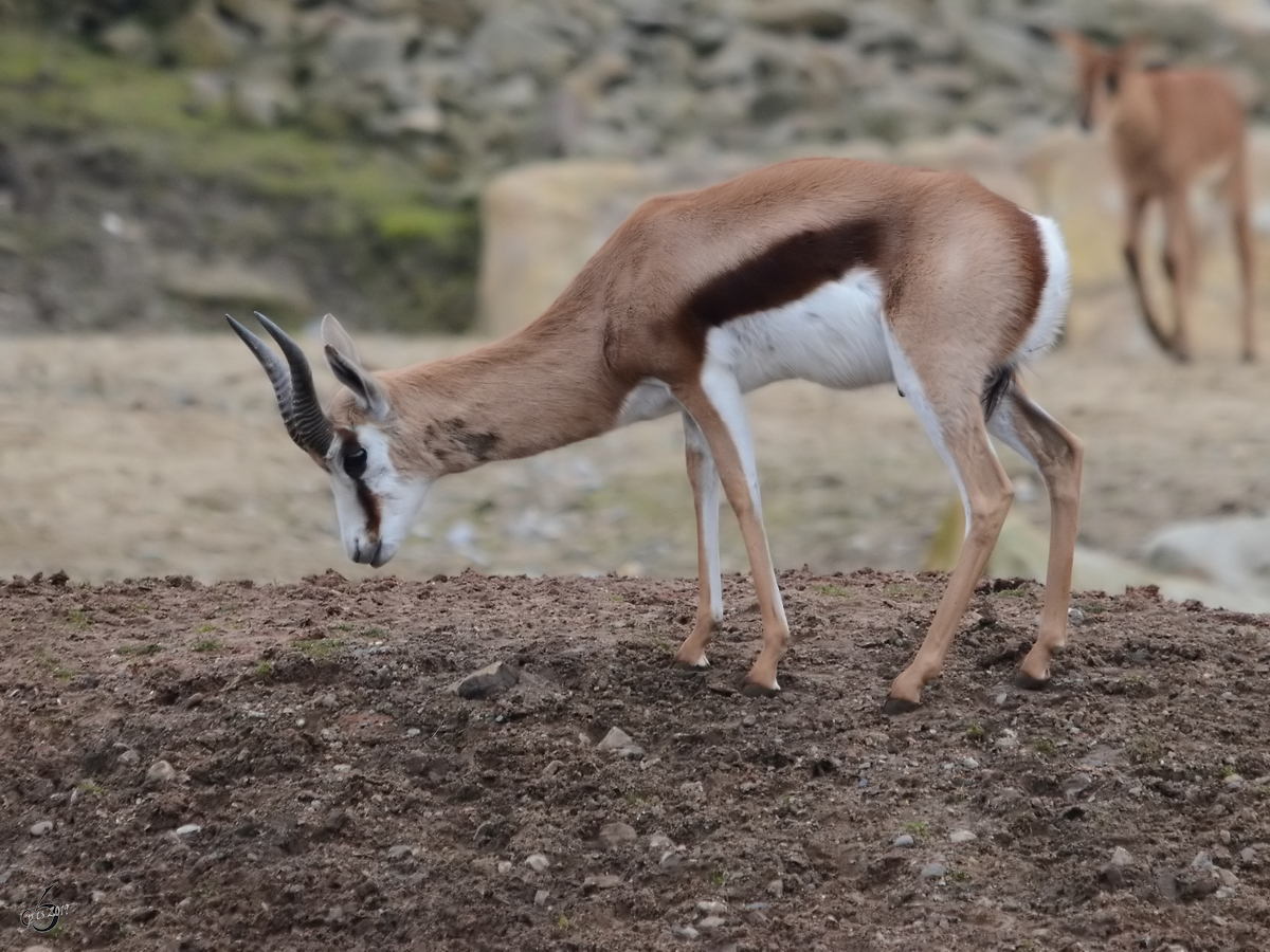 Ein Springbock Ende Februar 2011 im Zoom Gelsenkirchen.