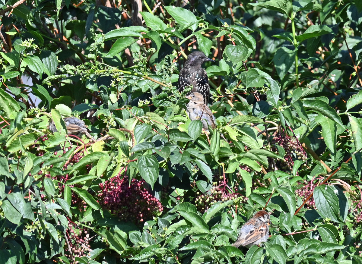 Ein Star und drei Spatzen versteckt zwischen Zweigen und Blttern. Dritter Spatz schwerer zu erkennen (nur Hinterteil sichtbar) mitte - links. 06.08.2022