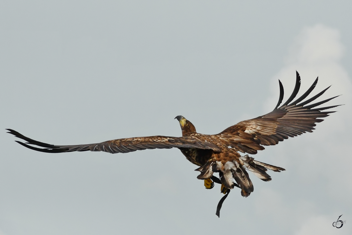 Ein startender Adler in der Nhe der Burgruine Landskron. (Villach, August 2019)