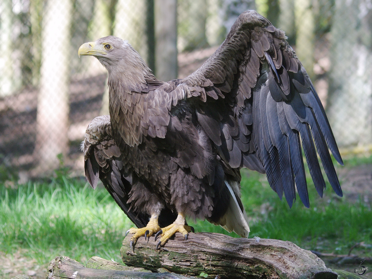 Ein Steinadler