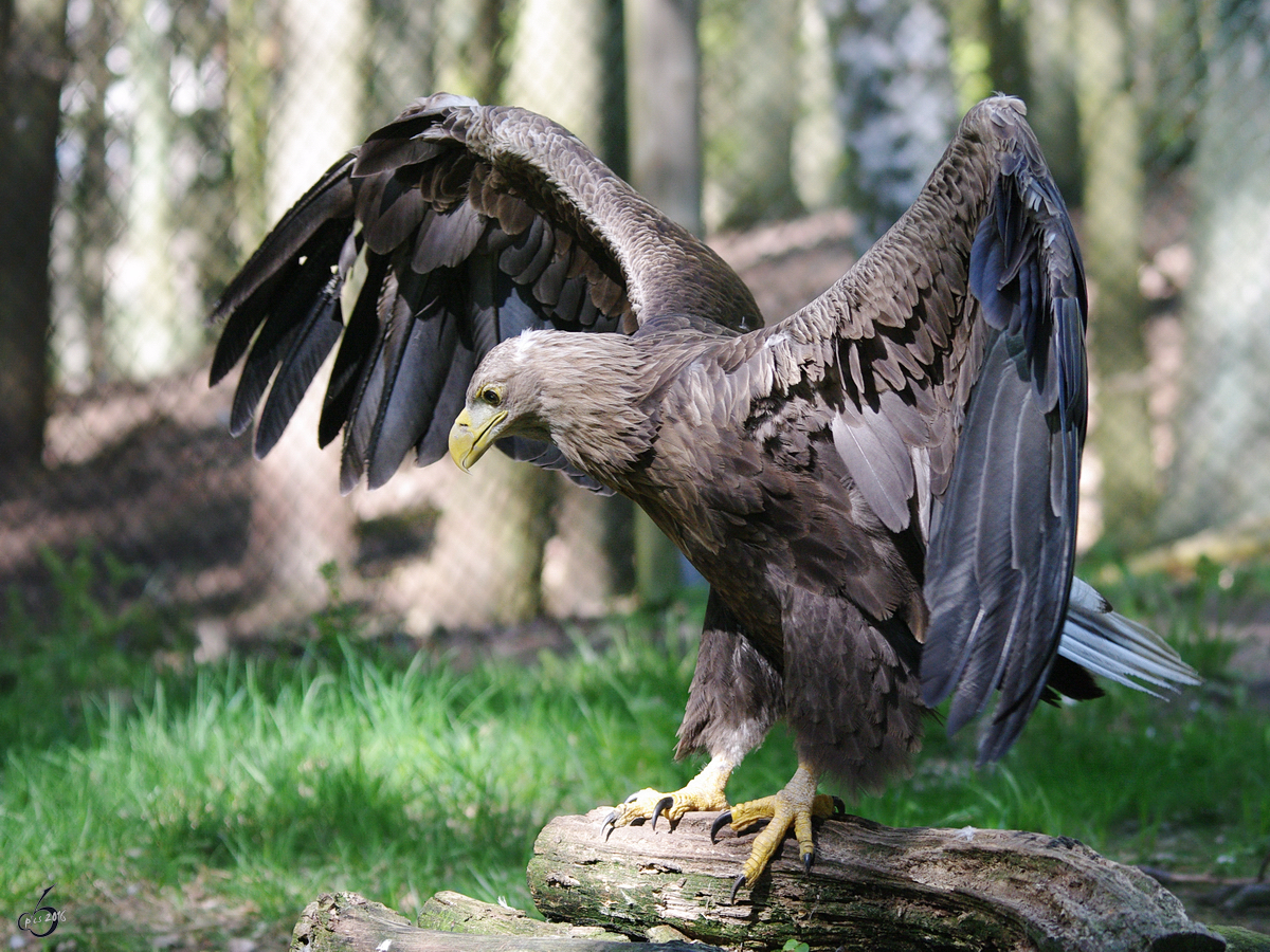 Ein Steinadler lftet sein Gefieder.