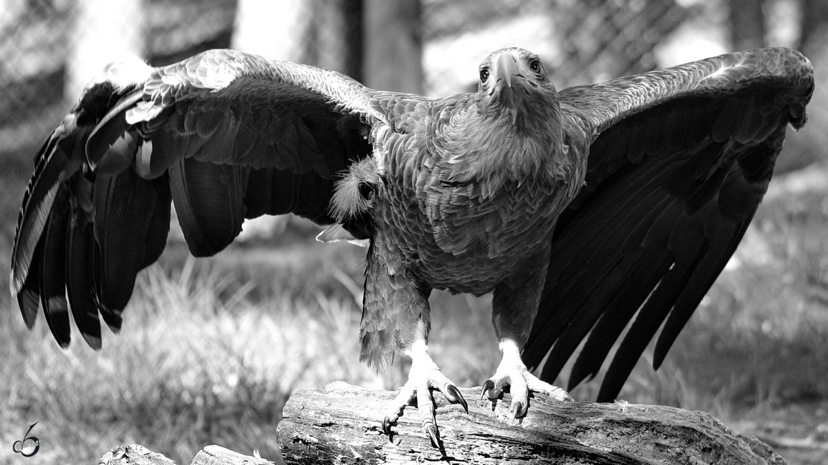 Ein Steinadler im Wildpark Mecklenburg-Vorpommern in Gstrow. (April 2009)