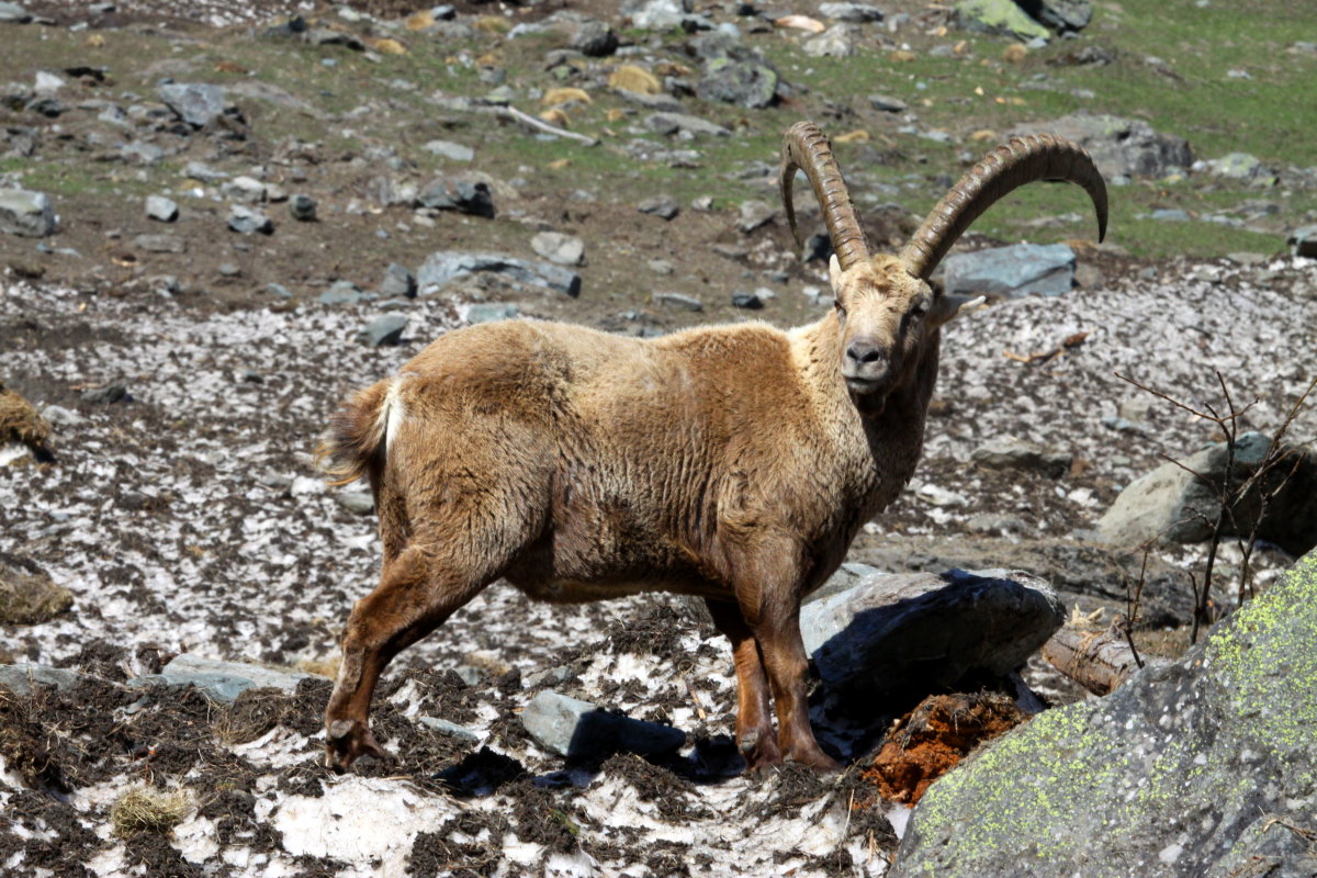 Ein Steinbock bei Fionnay in den Walliser Alpen; 24.04.2021