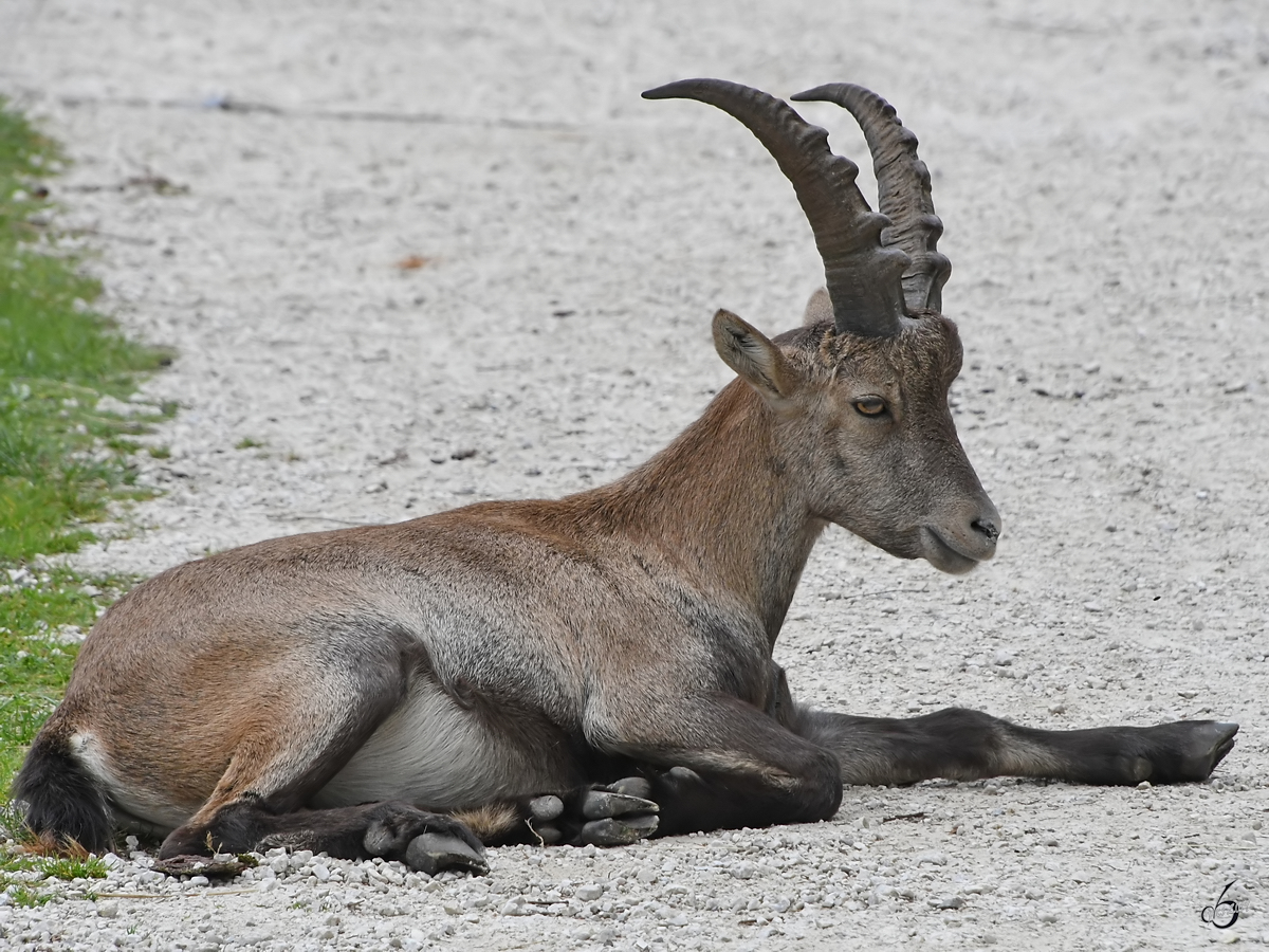 Ein Steinbock Ende August 2019 im Wildpark Rosegg.