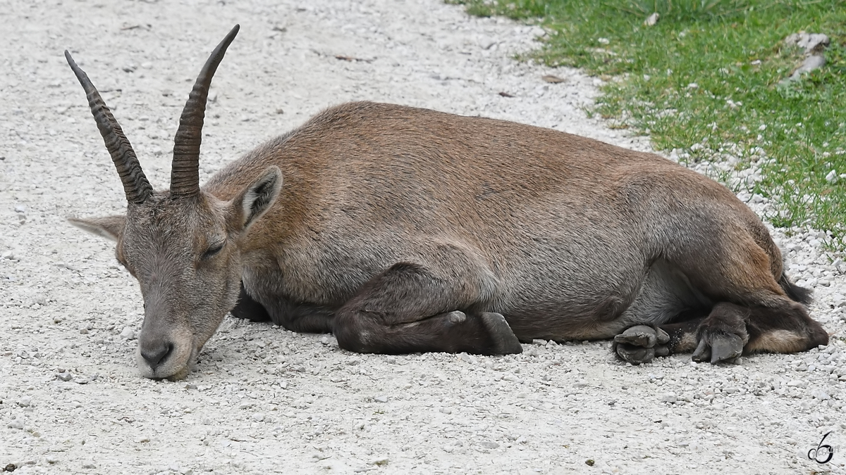 Ein Steinbock Ende August 2019 im Wildpark Rosegg.