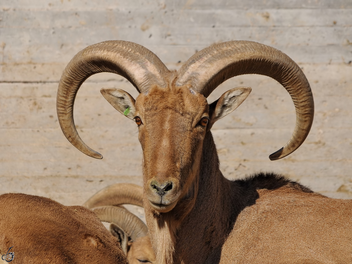 Ein Steinbock Mitte Dezember 2010 im Zoo Madrid. 