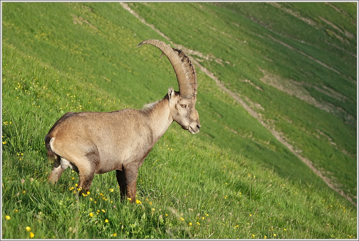 Ein Steinbock in der Nhe vom Brienzer Rothorn
(07.07.2016)