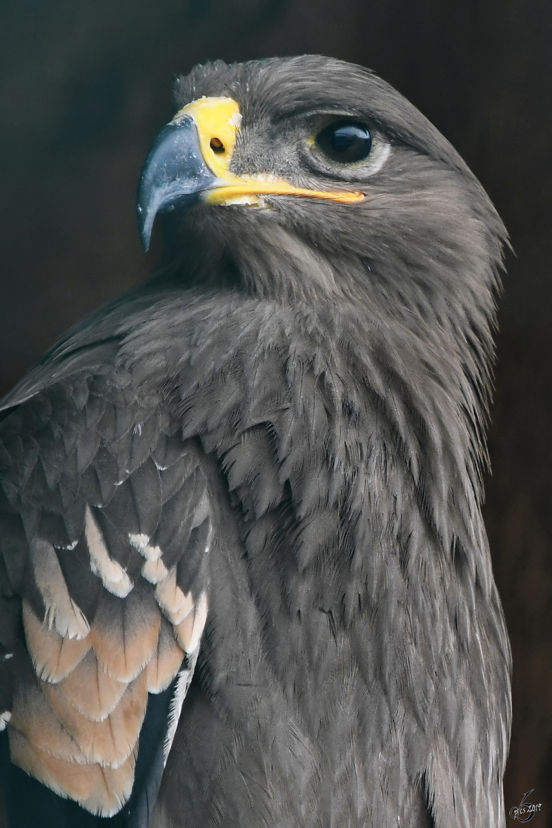 Ein Steppenadler in der Adlerarena auf der Burgruine Landskron. (Villach, August 2019)