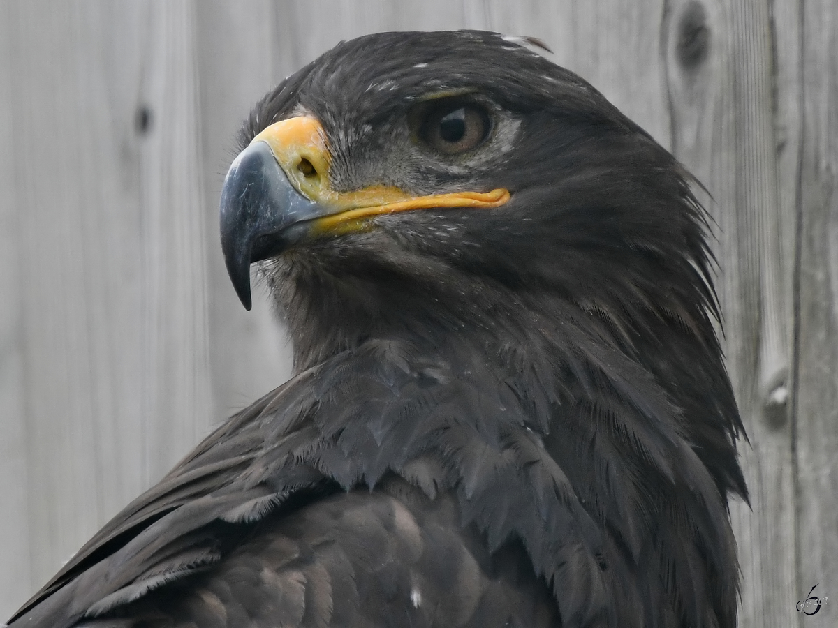 Ein Steppenadler in der Adlerarena auf der Burgruine Landskron. (Villach, August 2019)