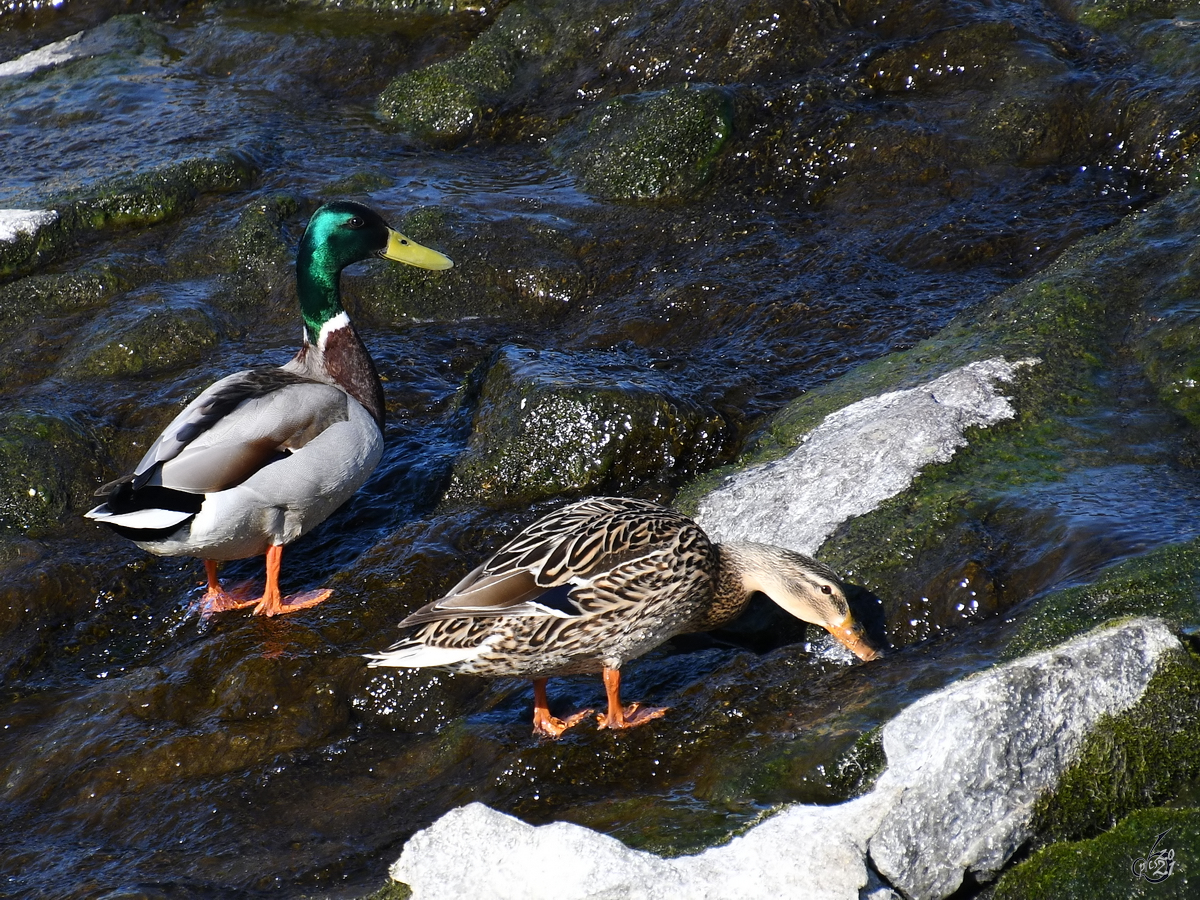 Ein Stockentenprchen in der Ruhr. (Witten, April 2021)