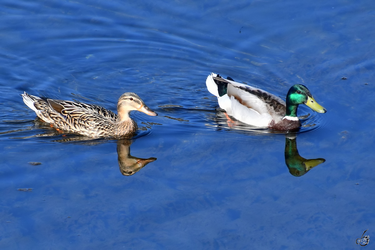 Ein Stockentenprchen schwimmt in der Ruhr. (Witten, April 2021)