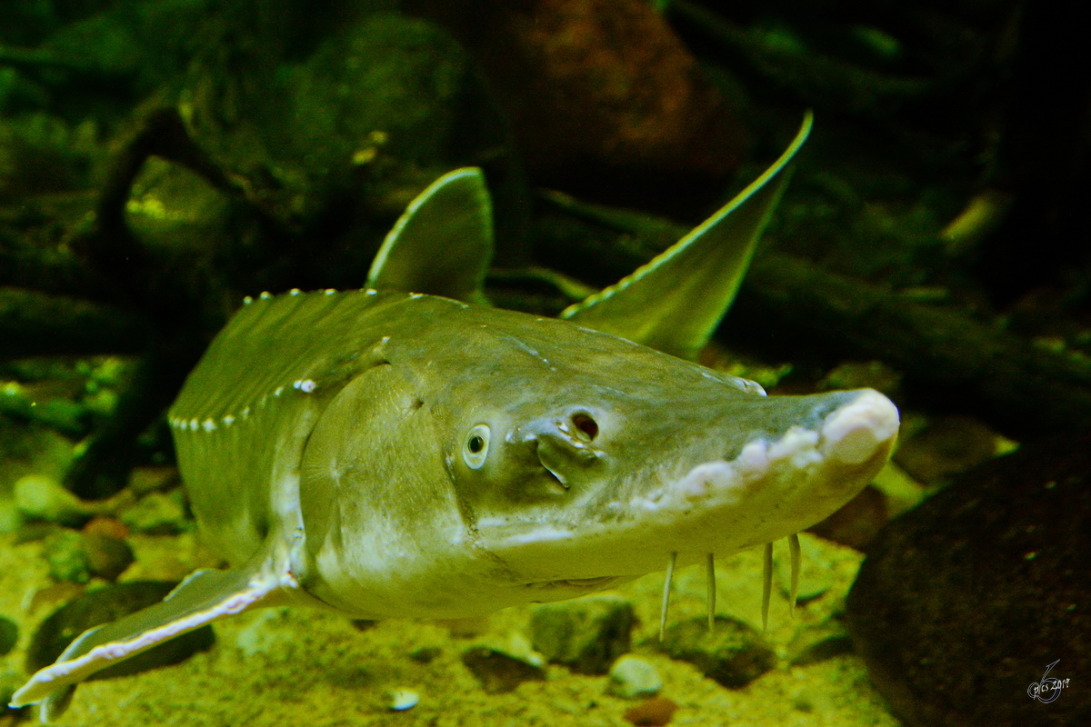 Ein Str Ende Dezember 2014 im Ozeaneum Stralsund.