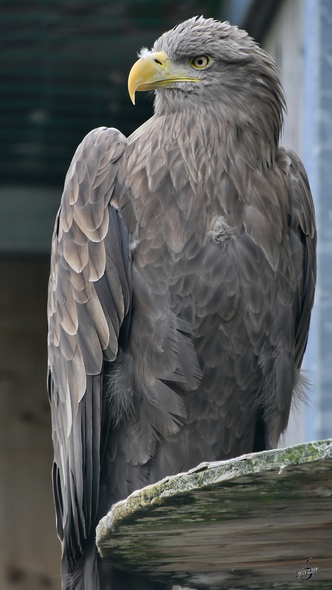 Ein stolzer Adler in der Adlerarena auf der Burgruine Landskron. (Villach, August 2019)