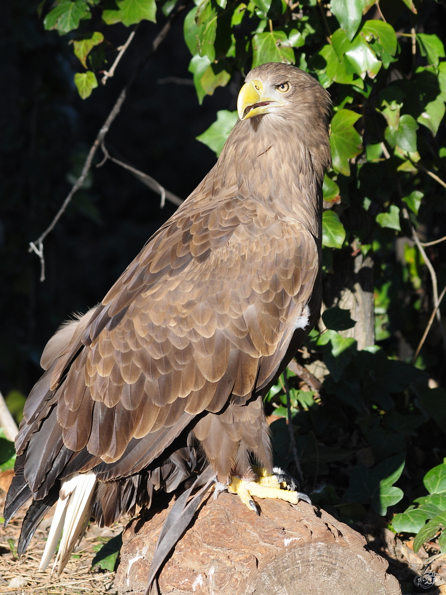 Ein stolzer Adler Mitte Dezember 2010 im Zoo Madrid.