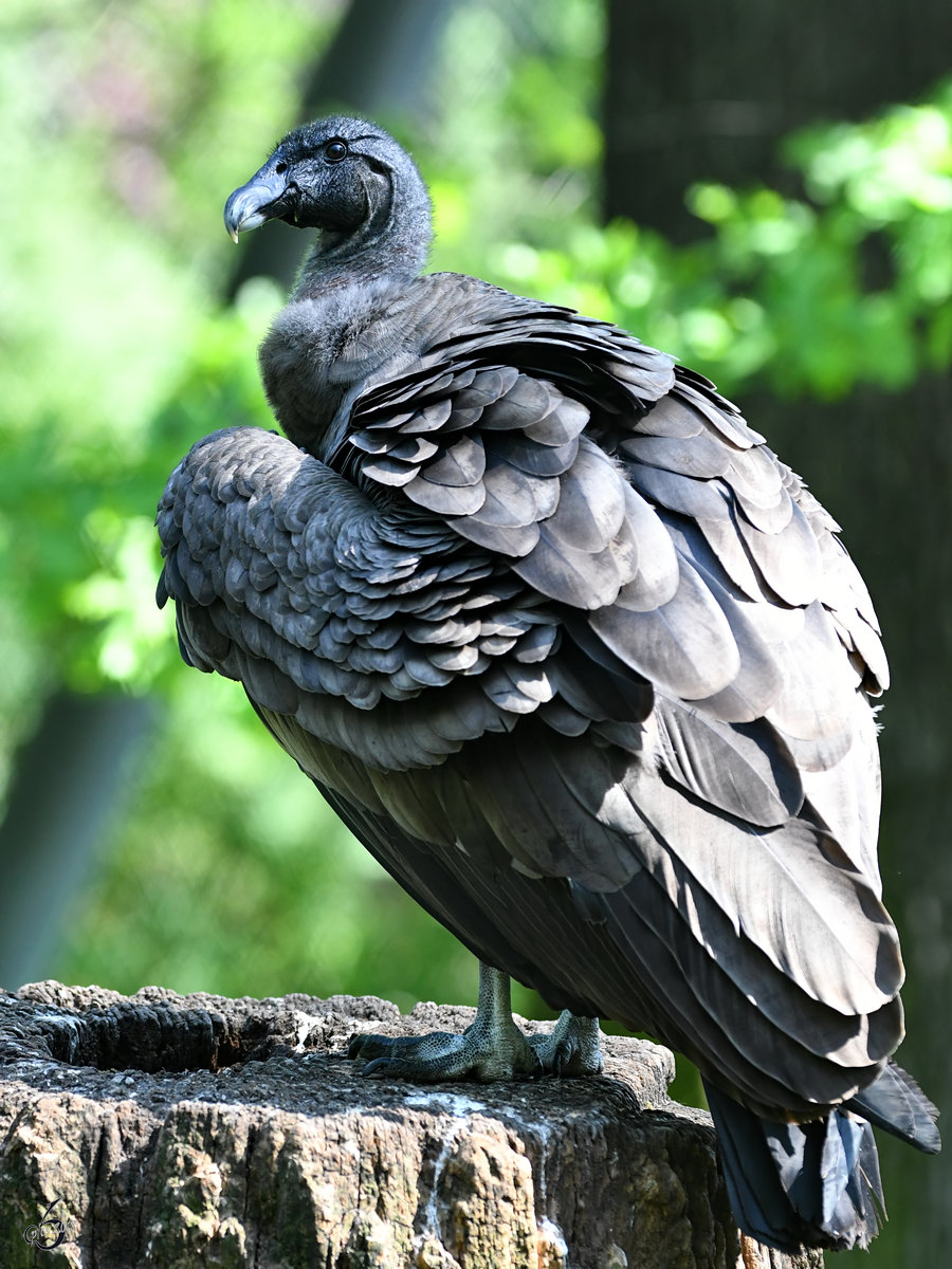 Ein stolzer Andenkondor Ende April 2018 im Zoo Berlin.