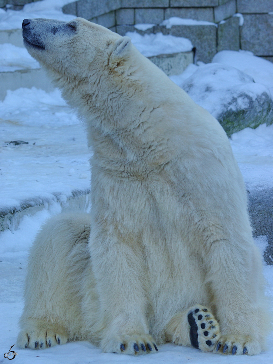 Ein stolzer Eisbr im Zoo Wuppertal. (Januar 2009)