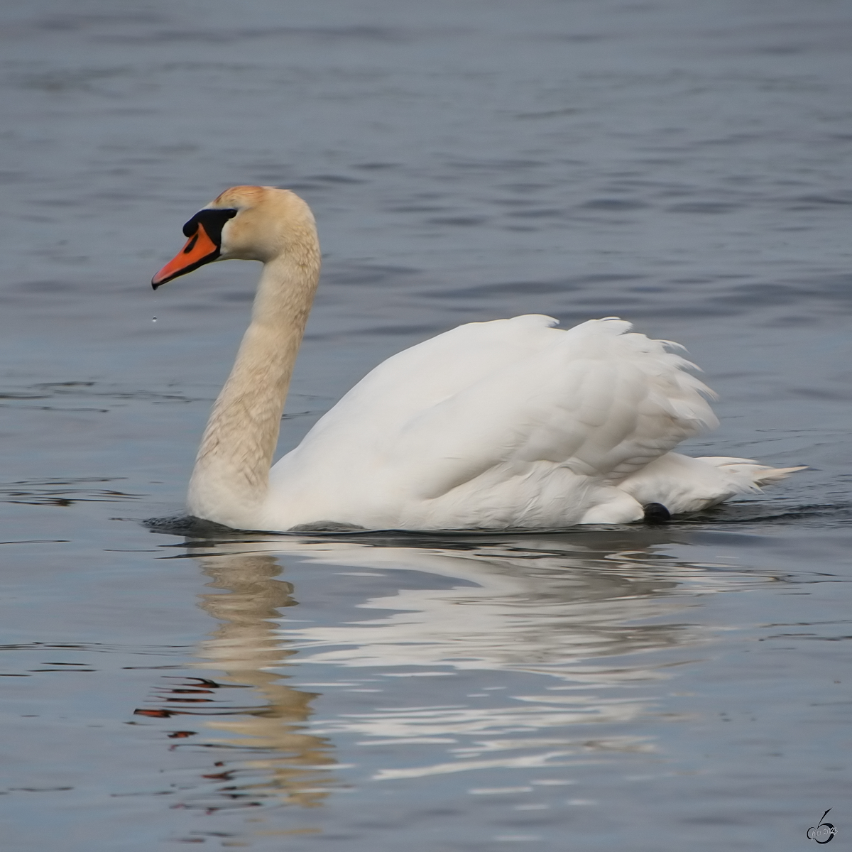 Ein stolzer Hckerschwan schwimmt auf der Trave. (Priwall, Mai 2023)