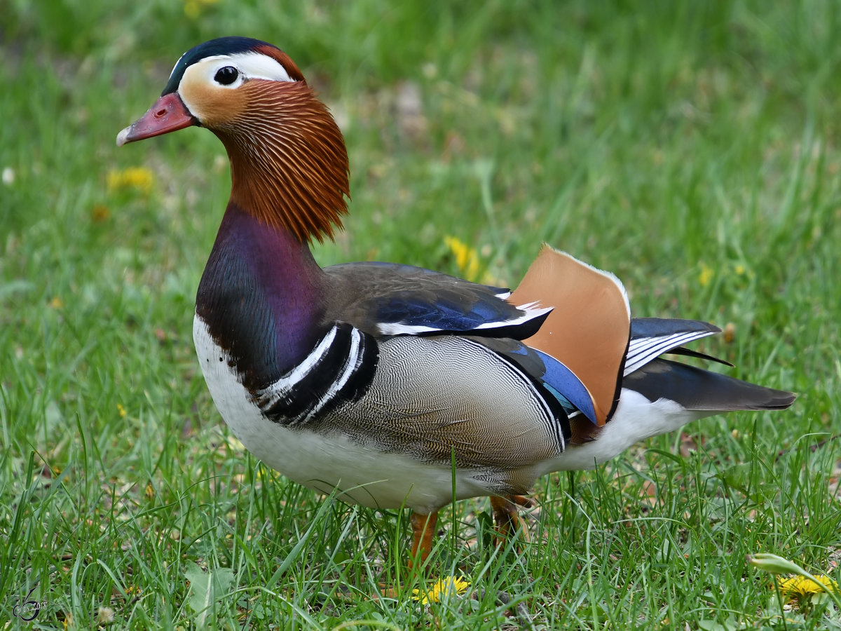 Ein stolzer Mandarinenten-Erpel im April 2018 im Neuen Garten Potsdam.