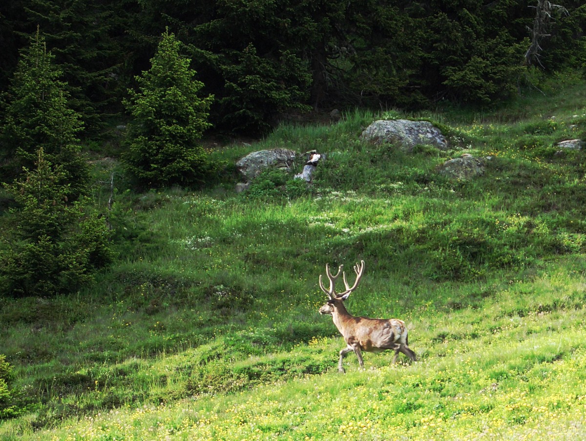 Ein stolzer Rothirsch in der freien Natur gesichtet. In Bettmeralp, Kanton Wallis, Schweiz (Juni 2005)