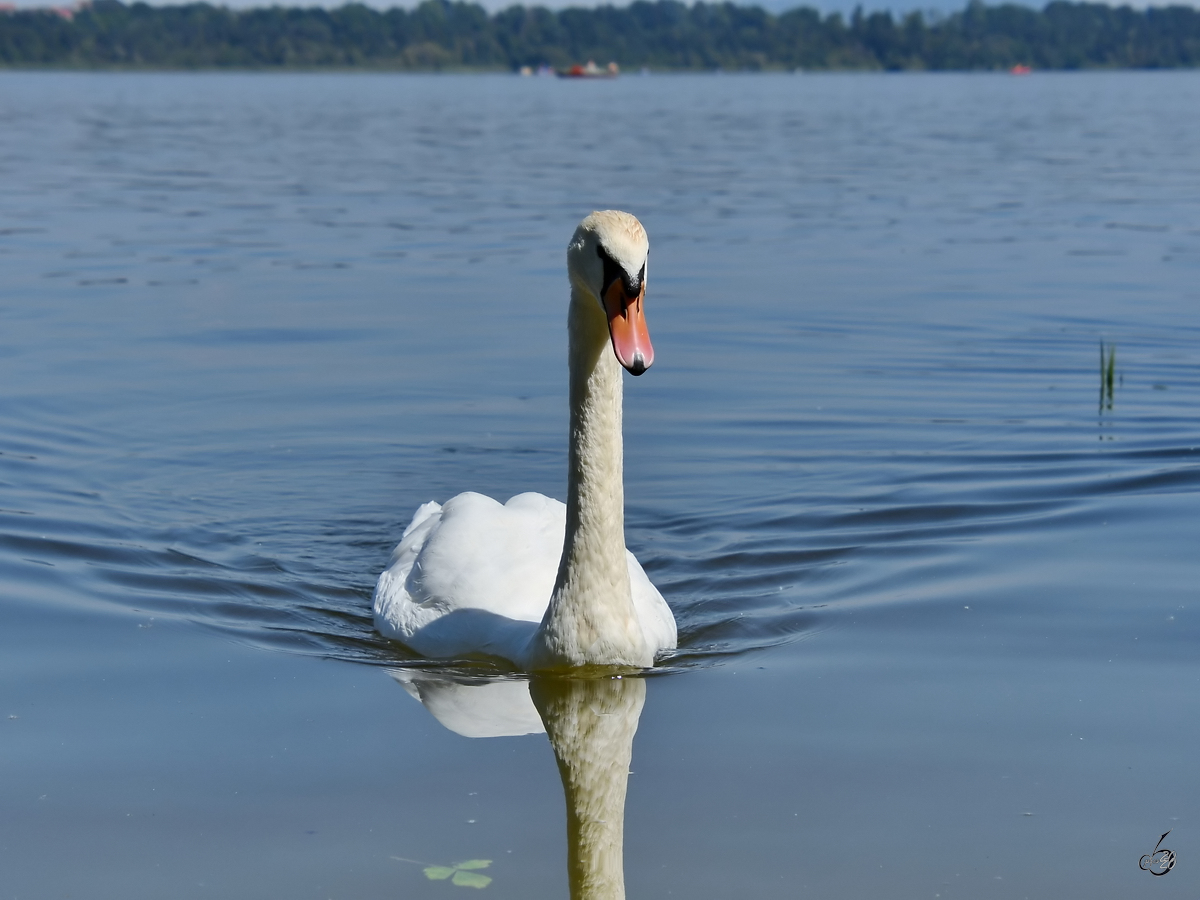 Ein stolzer Schwan ist auf dem Waginger See unterwegs. (Gaden, August 2020)