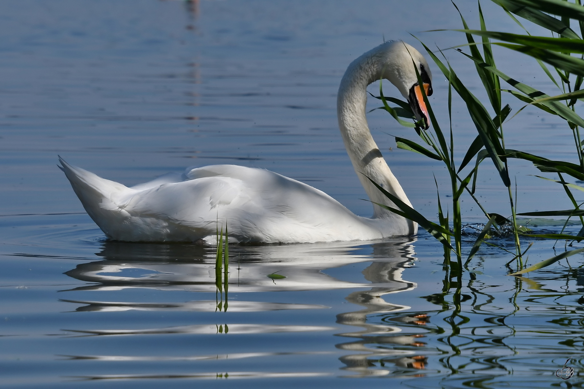 Ein stolzer Schwan ist auf dem Waginger See unterwegs. (Gaden, August 2020)