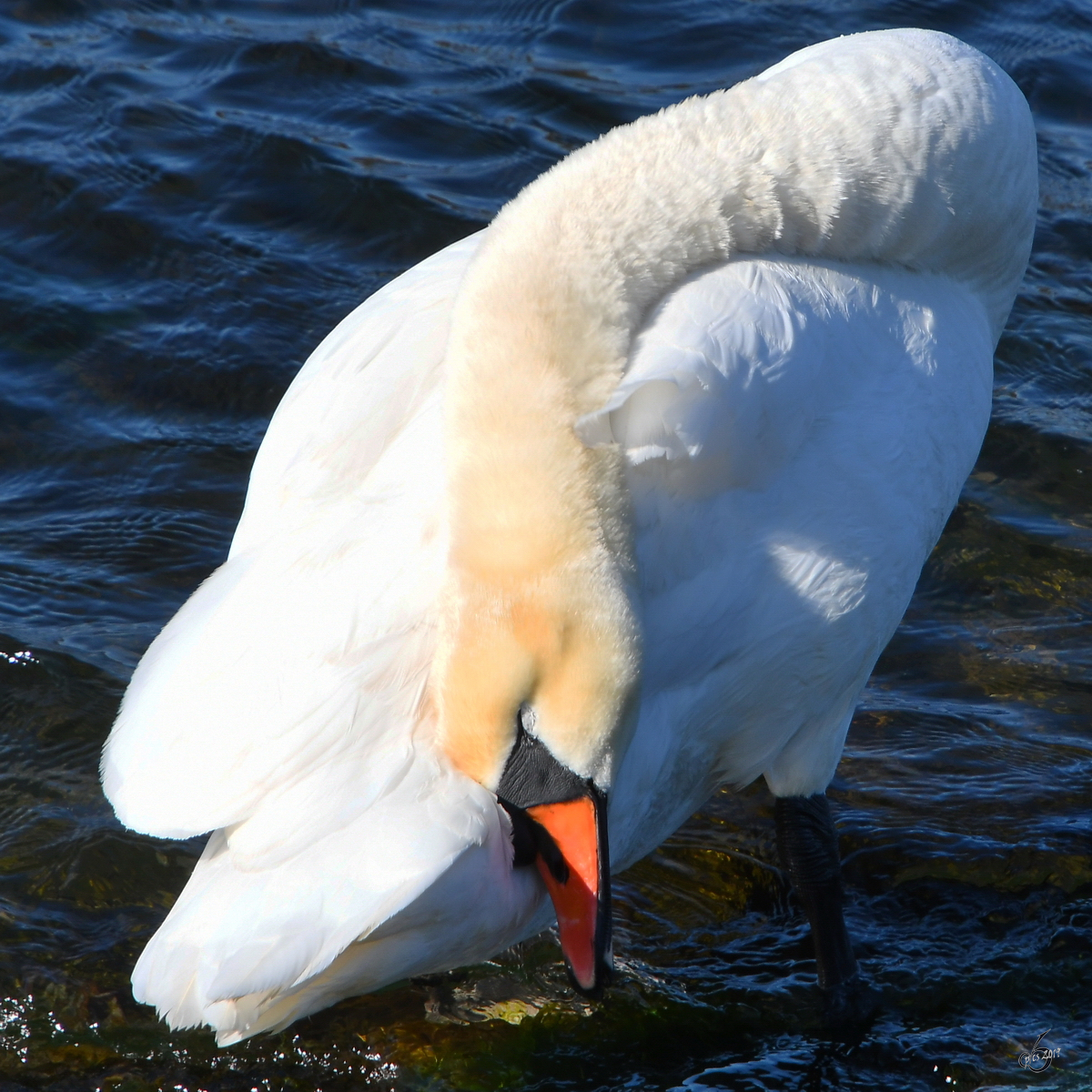 Ein stolzer Schwan bei der Gefiederpflege. (Priwall, April 2019)