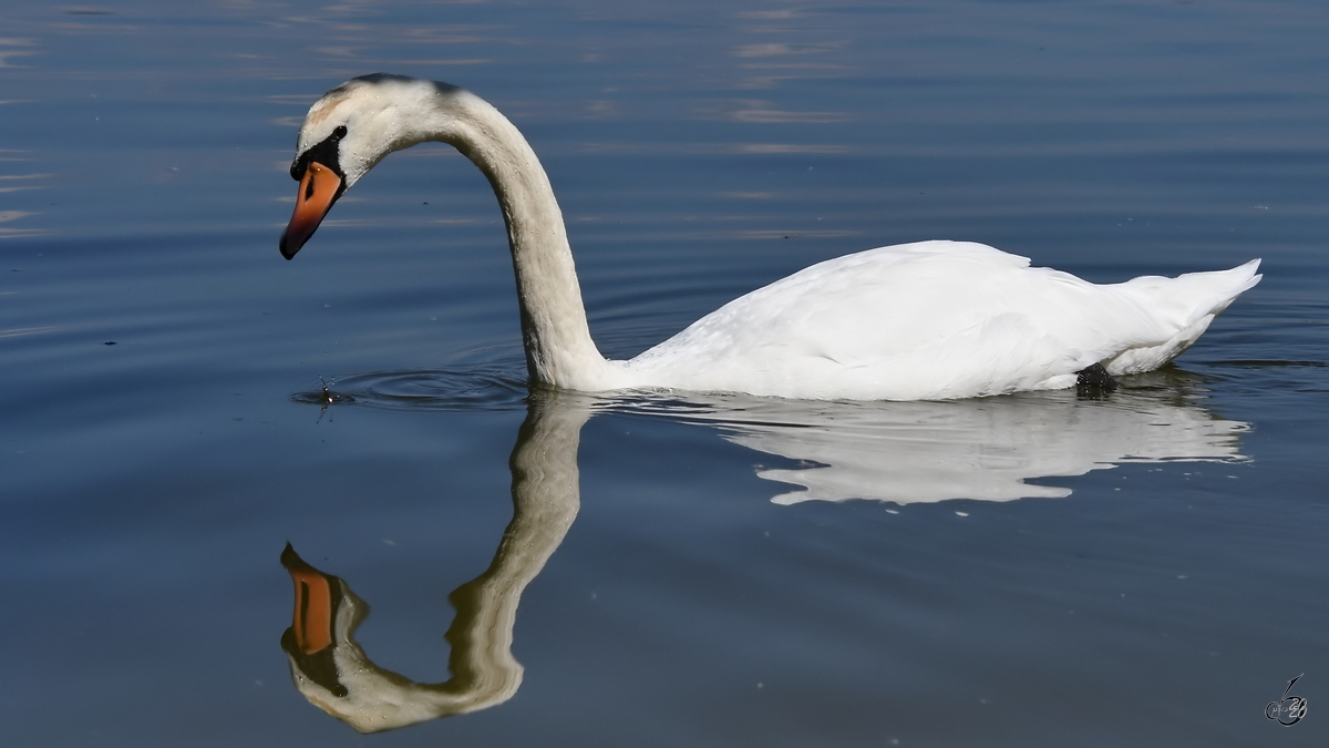 Ein stolzer Schwan spiegelt sich im Wasser des Waginger Sees. (Gaden, August 2020)