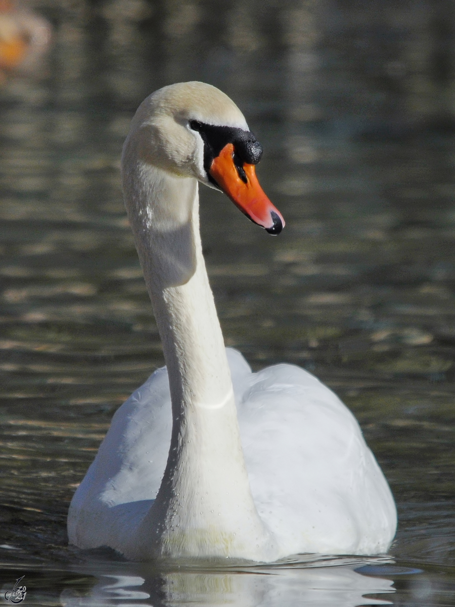 Ein stolzer Schwan im Zoo Madrid, so gesehen Mitte Dezember 2010.