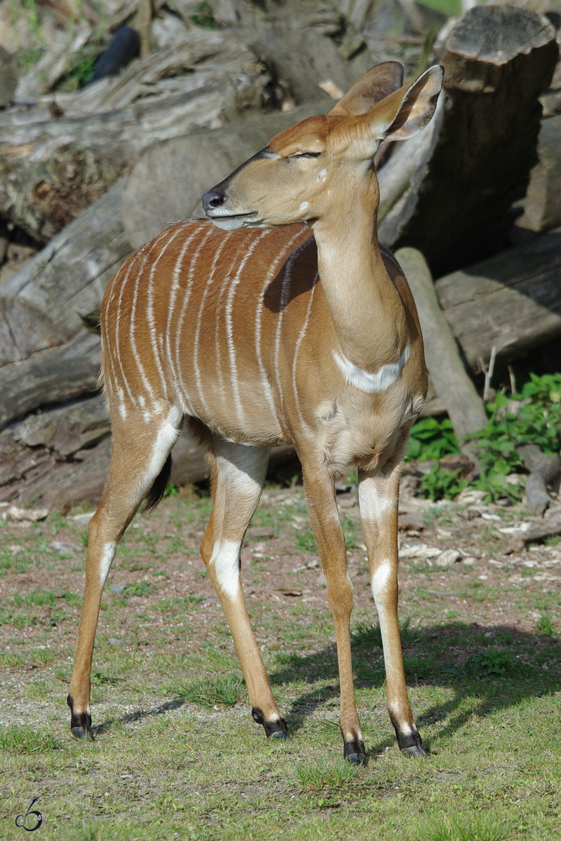 Ein stolzes Tiefland-Nyala im Zoom Gelsenkirchen. (September 2009)