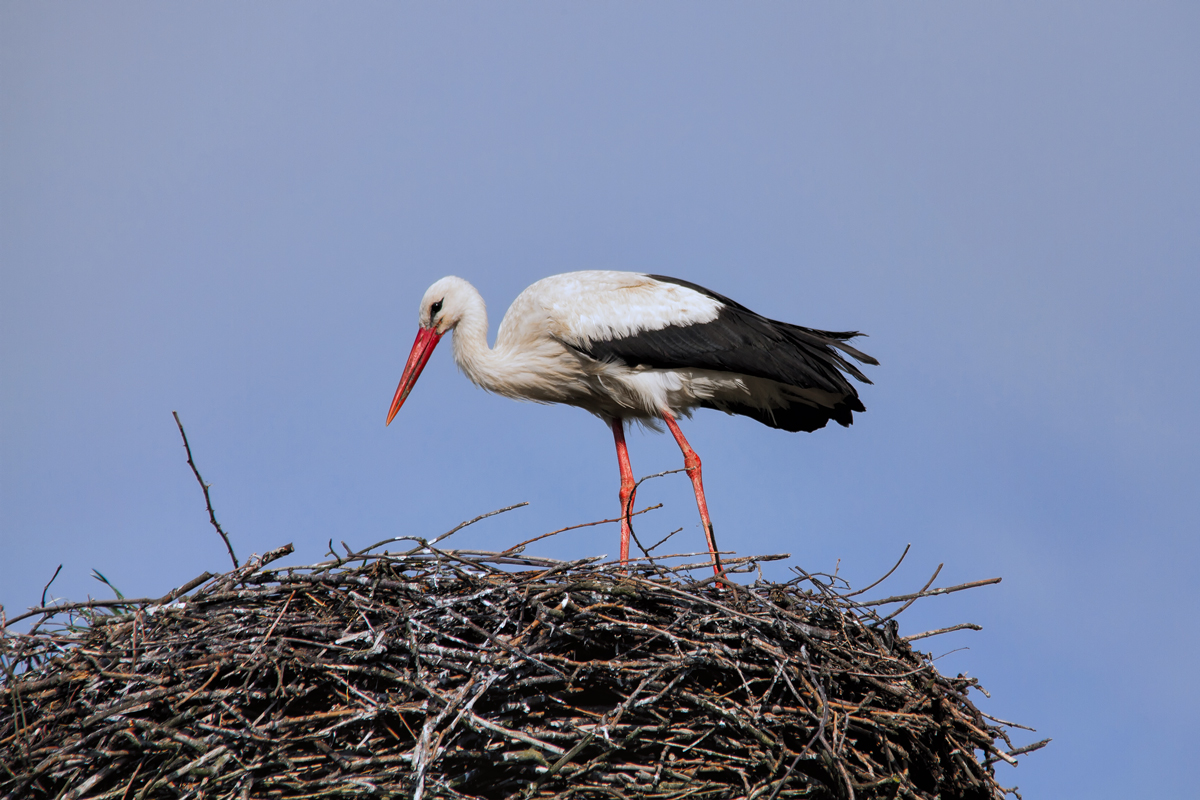 Ein Storch auf seinem Nest. - 05.05.2015