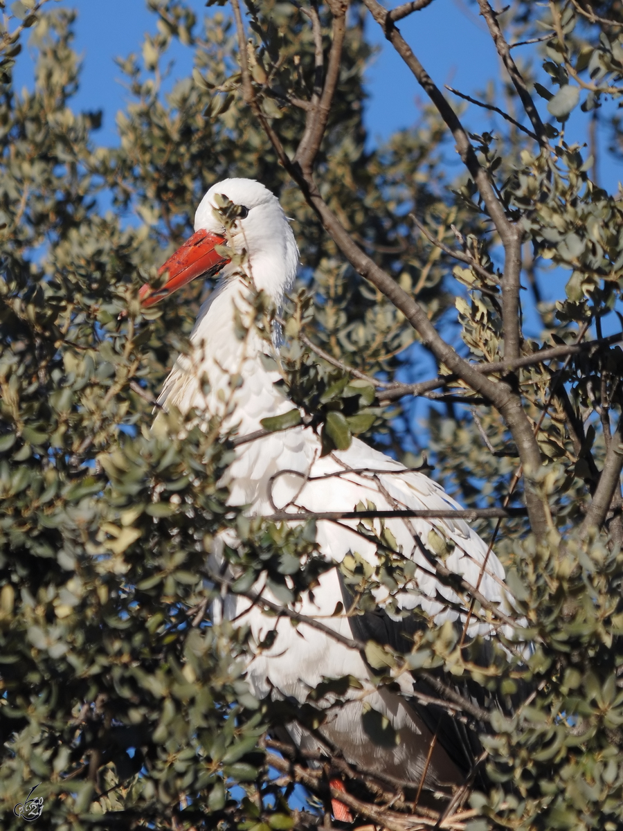 Ein Storch versteckt sich im Gest. (Dezember 2010)