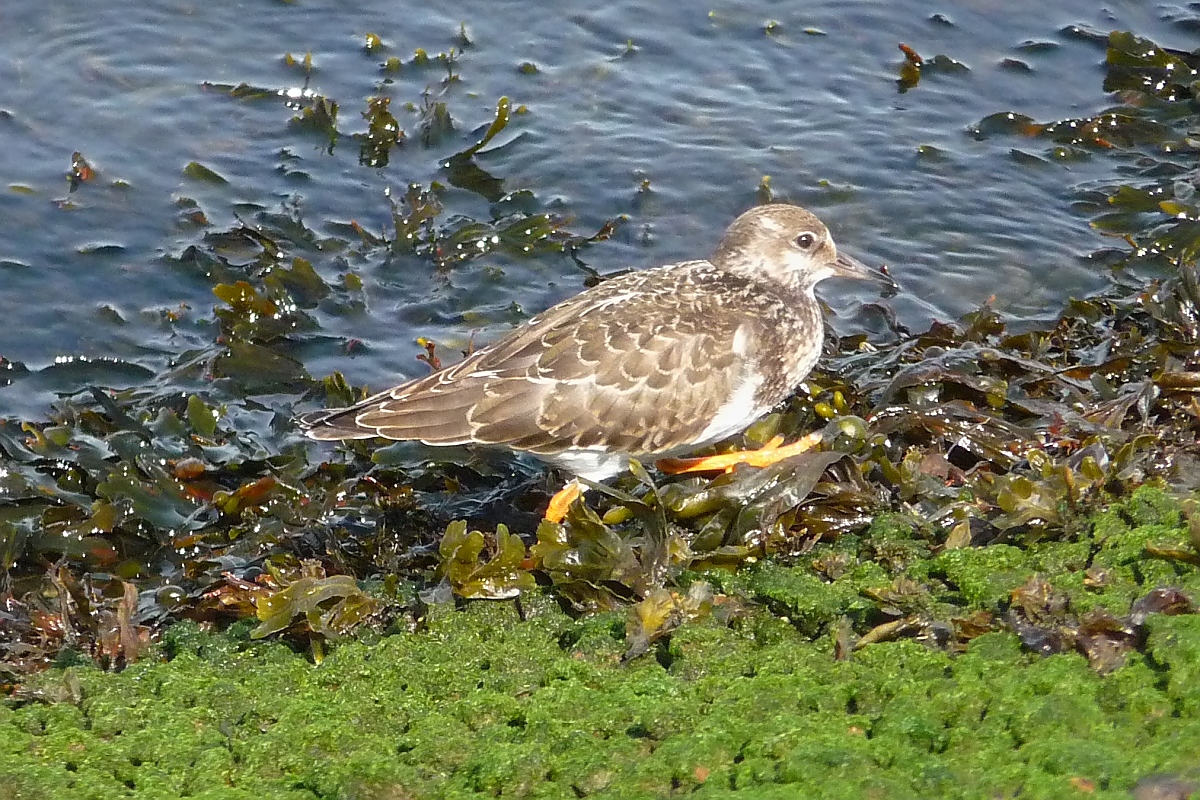 Ein Strandlufer in Cuxhaven, 10.9.2015