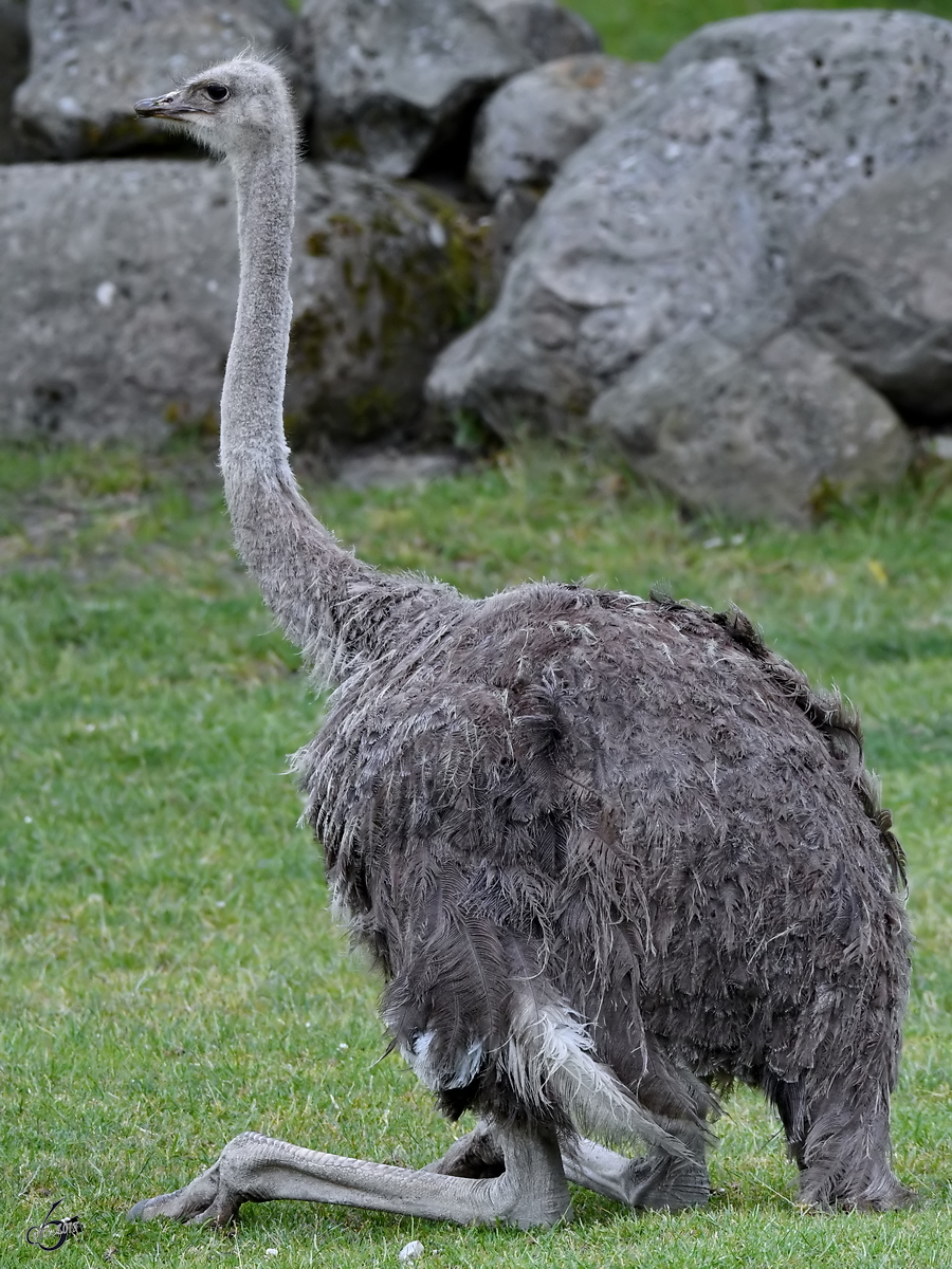 Ein Strau Anfang Juni 2018 im Zoo Aalborg.