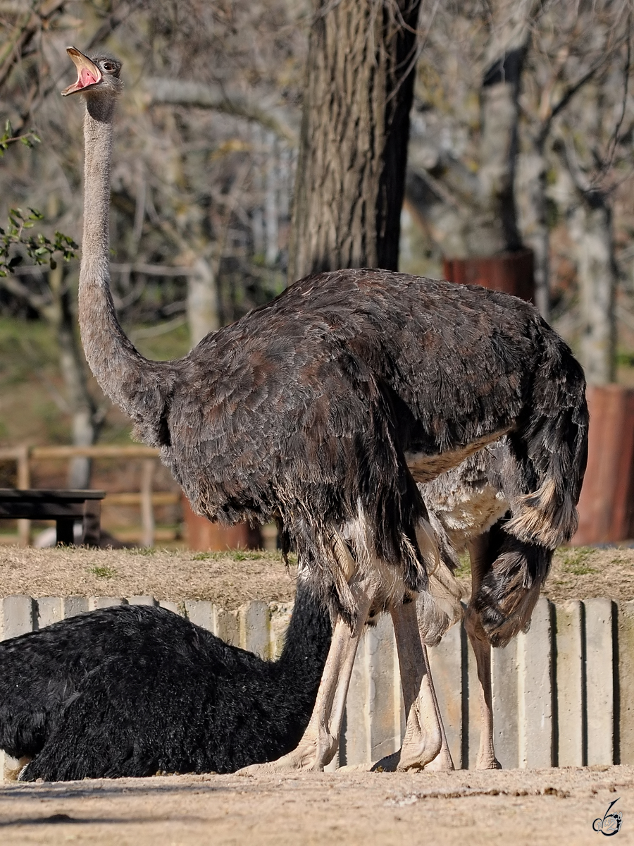 Ein Strauss Mitte Dezember 2010 im Zoo Madrid.