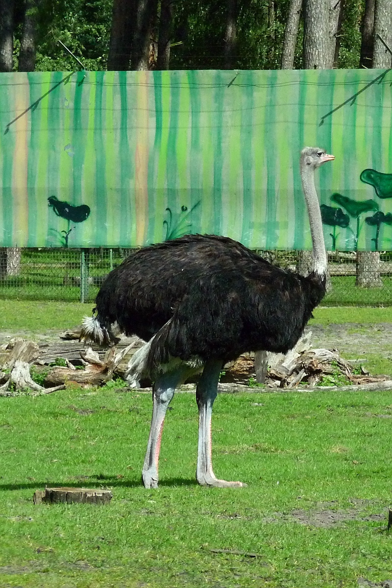 Ein Strau im Serengetipark, 9.9.15