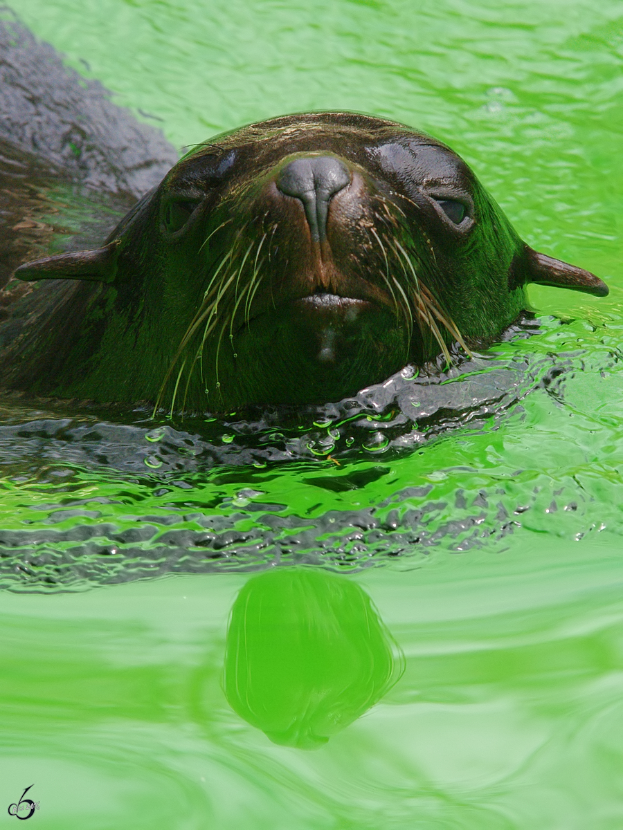 Ein Sdafrikanischer Seebr im Portrait. (Zoo Rostock, April 2009)