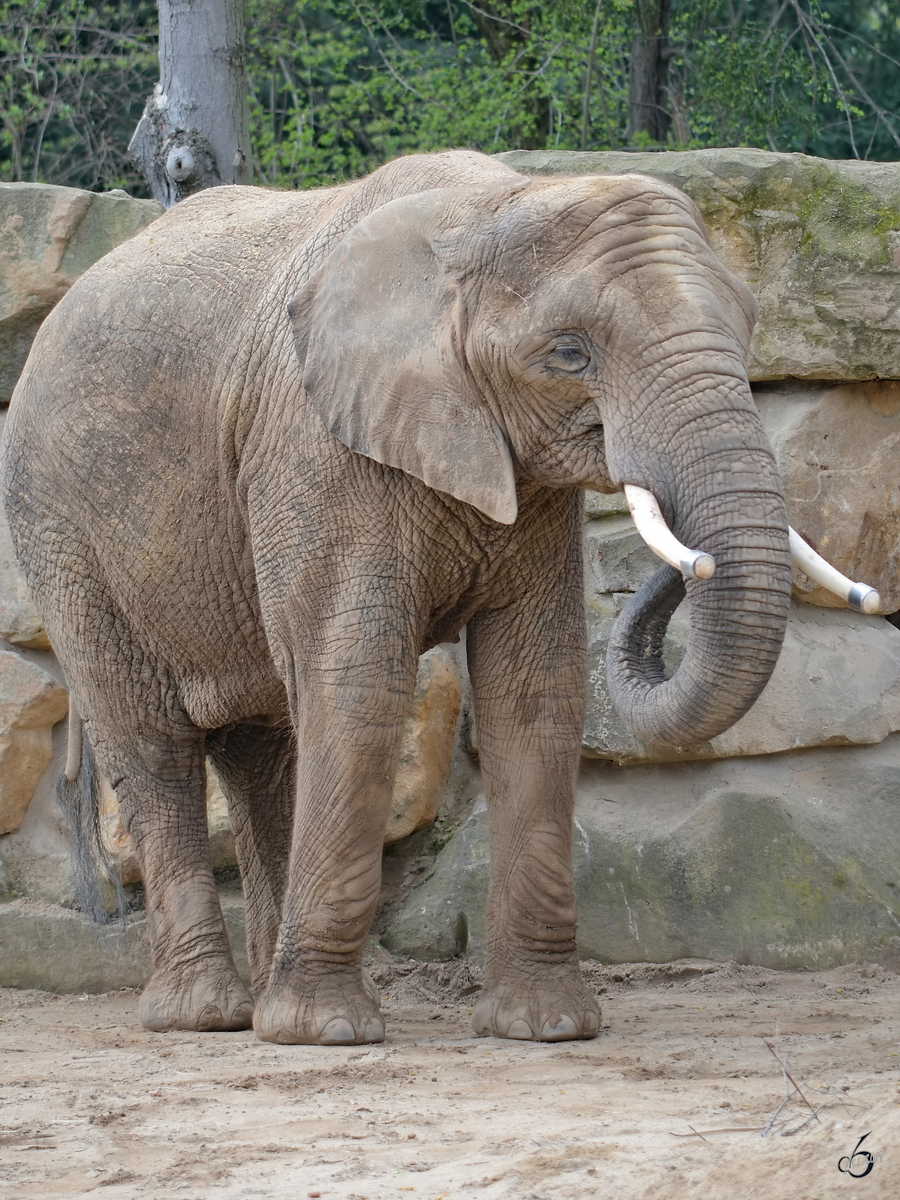 Ein Sdafrikanischer Steppenelefant oder auch Kapelefant Anfang April 2017 im Zoo Dresden.