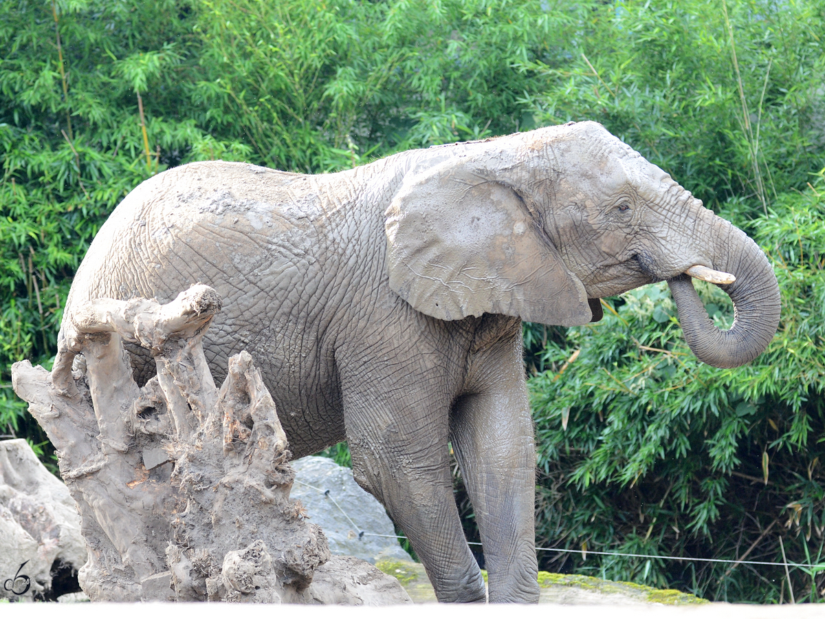 Ein Sdafrikanischer Steppenelefant im Zoo Duisburg.