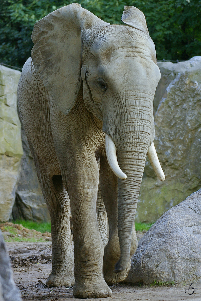 Ein Sdafrikanischer Steppenelefant im Zoo Duisburg. (Oktober 2006)