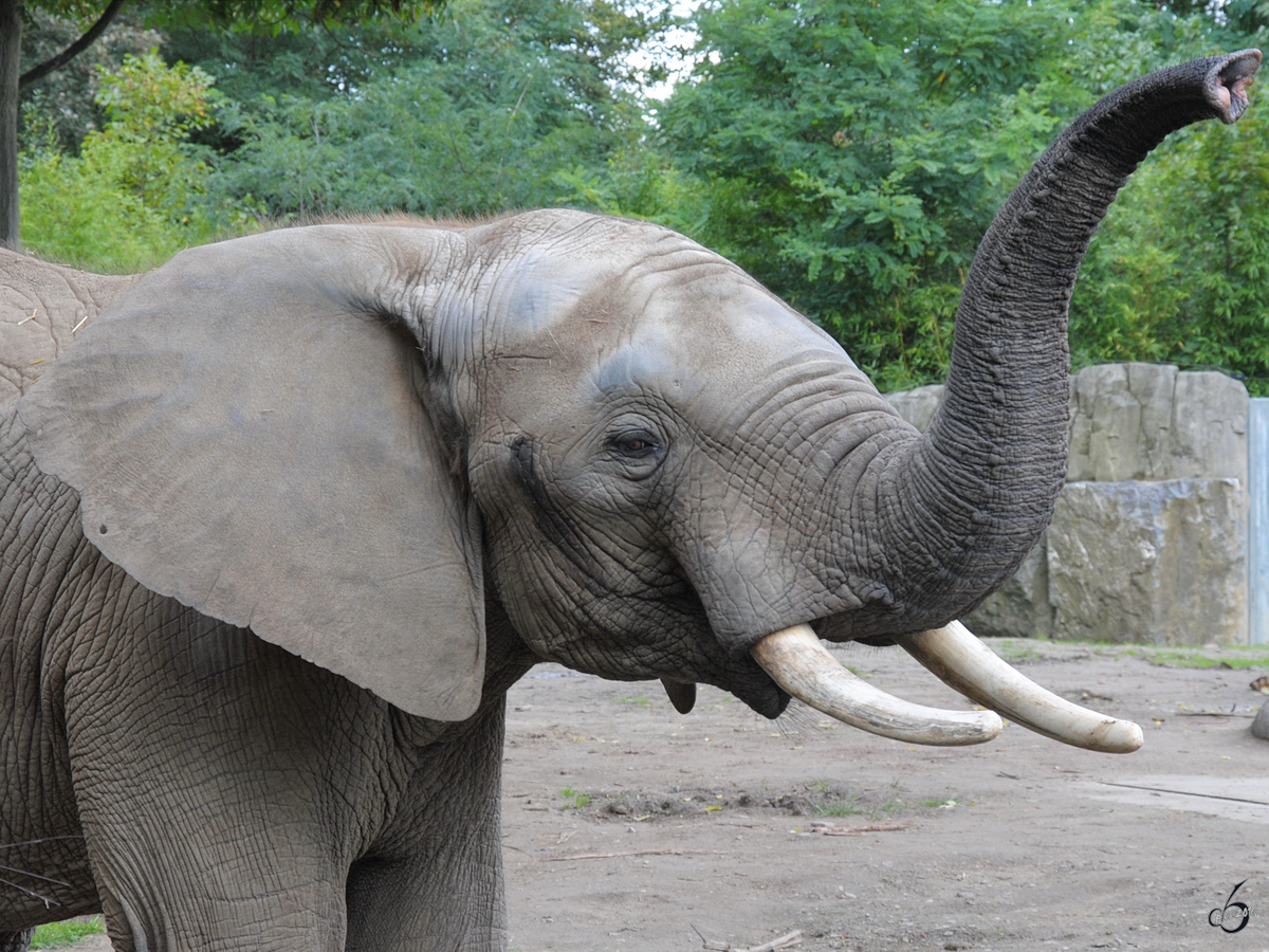 Ein Sdafrikanischer Steppenelefant im Zoo Duisburg. (September 2010)