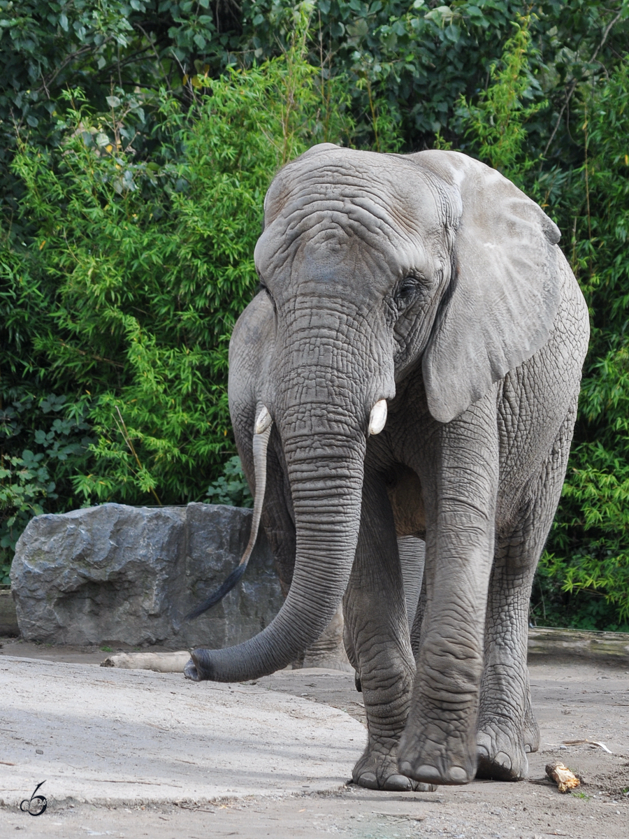 Ein Sdafrikanischer Steppenelefant im Zoo Duisburg. (September 2010)