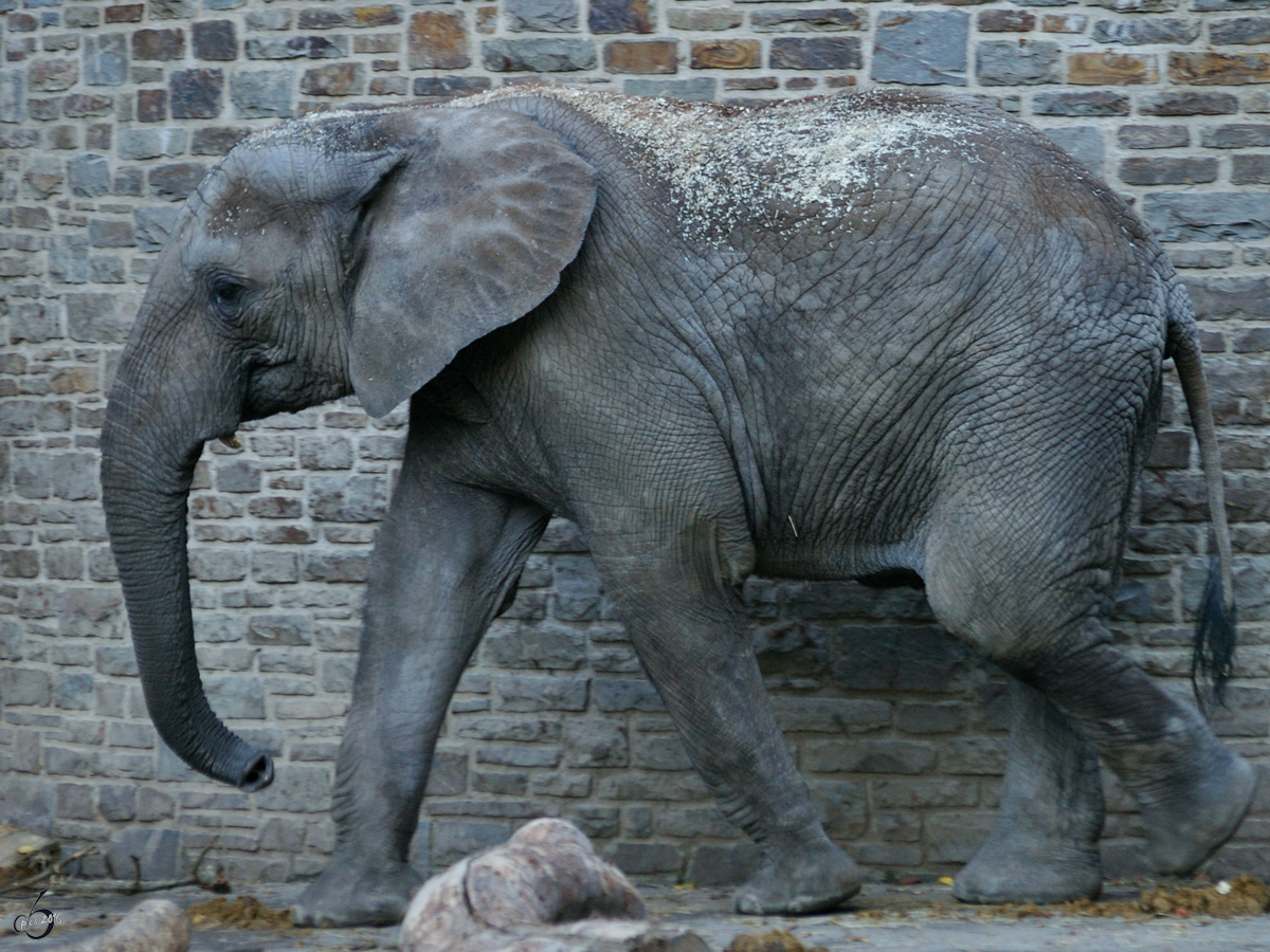 Ein Sdafrikanischer Steppenelefant im Zoo Wuppertal. (Oktober 2005)